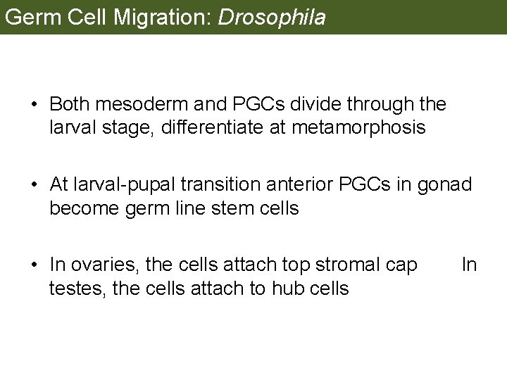 Germ Cell Migration: Drosophila • Both mesoderm and PGCs divide through the larval stage,