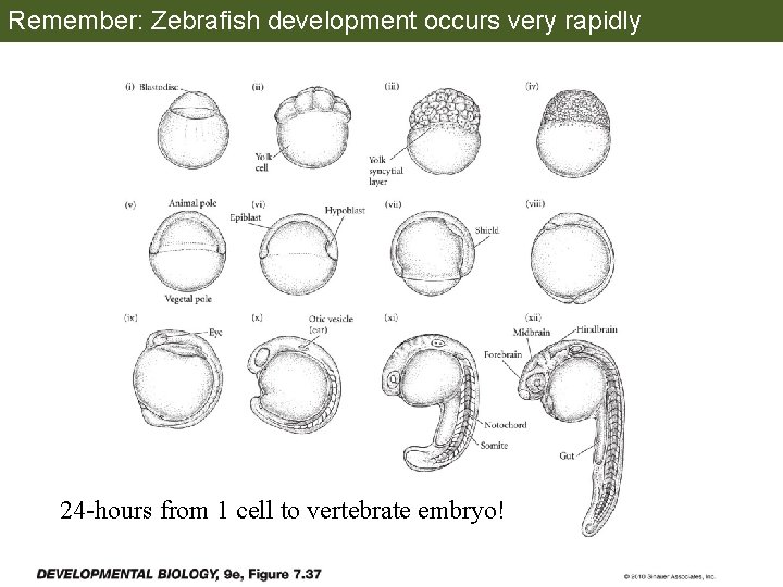 Remember: Zebrafish development occurs very rapidly 24 -hours from 1 cell to vertebrate embryo!