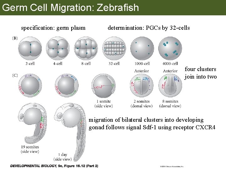 Germ Cell Migration: Zebrafish specification: germ plasm determination: PGCs by 32 -cells four clusters