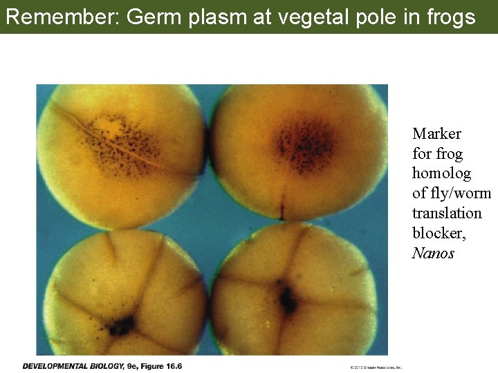 Remember: Germ plasm at vegetal pole in frogs Marker for frog homolog of fly/worm