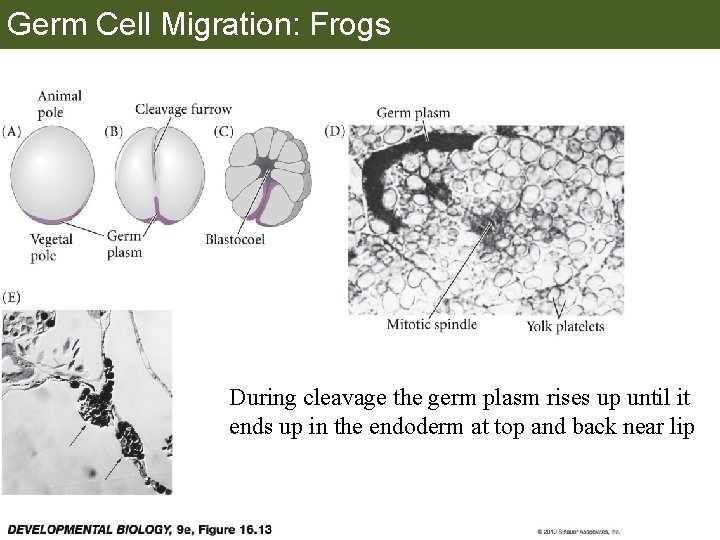 Germ Cell Migration: Frogs During cleavage the germ plasm rises up until it ends