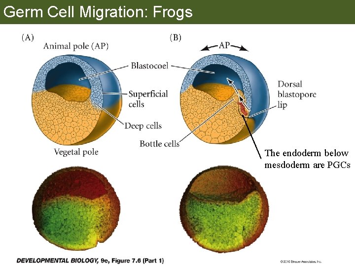 Germ Cell Migration: Frogs The endoderm below mesdoderm are PGCs 