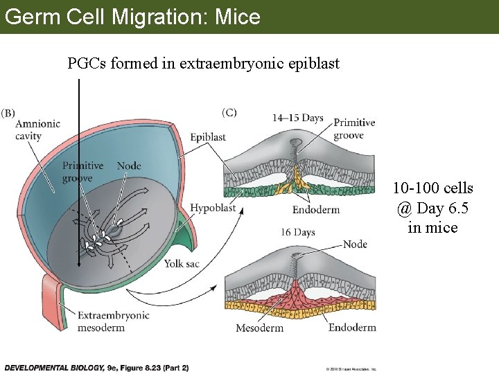 Germ Cell Migration: Mice PGCs formed in extraembryonic epiblast 10 -100 cells @ Day