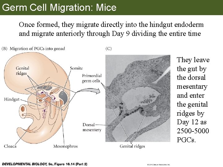 Germ Cell Migration: Mice Once formed, they migrate directly into the hindgut endoderm and