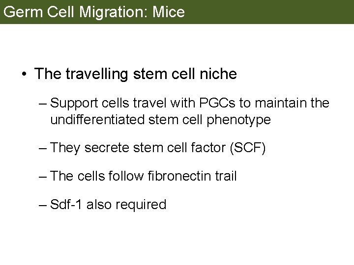Germ Cell Migration: Mice • The travelling stem cell niche – Support cells travel
