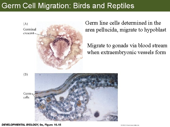 Germ Cell Migration: Birds and Reptiles Germ line cells determined in the area pellucida,