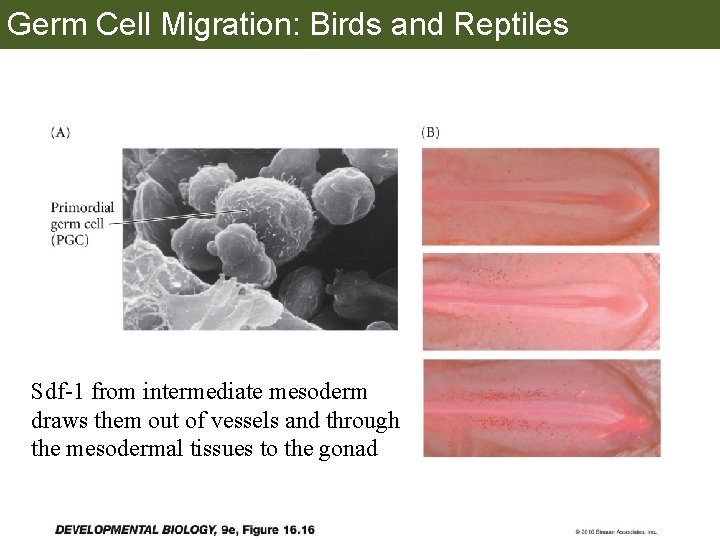 Germ Cell Migration: Birds and Reptiles Sdf-1 from intermediate mesoderm draws them out of