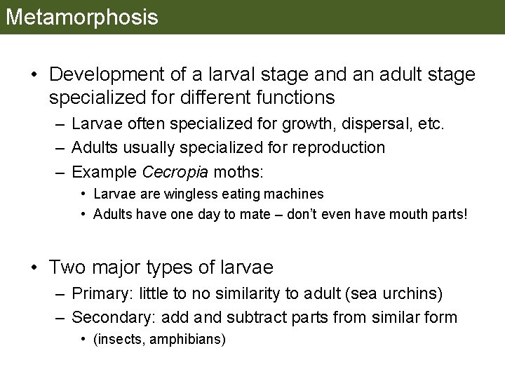 Metamorphosis • Development of a larval stage and an adult stage specialized for different