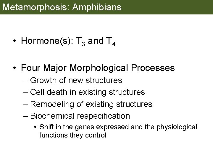 Metamorphosis: Amphibians • Hormone(s): T 3 and T 4 • Four Major Morphological Processes