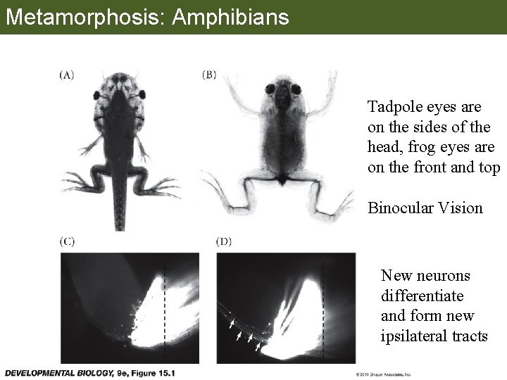 Metamorphosis: Amphibians Tadpole eyes are on the sides of the head, frog eyes are