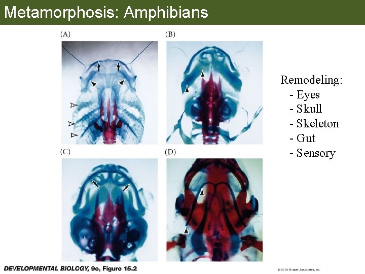 Metamorphosis: Amphibians Remodeling: - Eyes - Skull - Skeleton - Gut - Sensory 