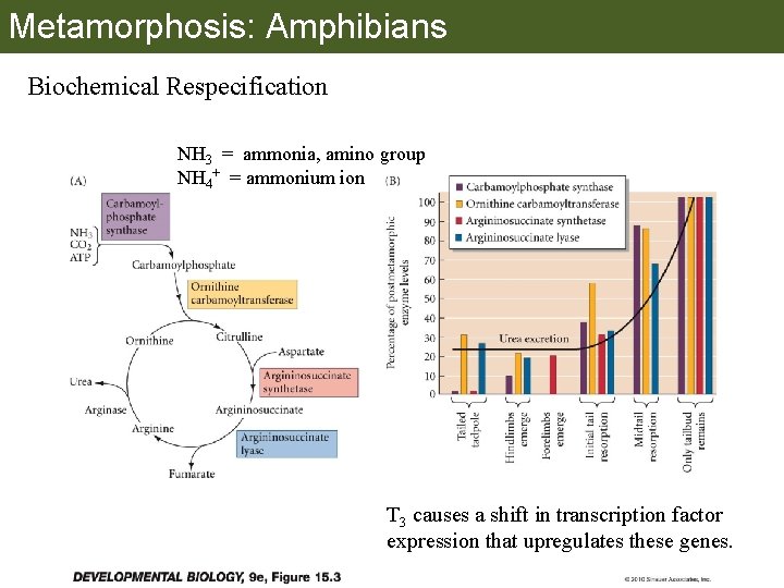 Metamorphosis: Amphibians Biochemical Respecification NH 3 = ammonia, amino group NH 4+ = ammonium