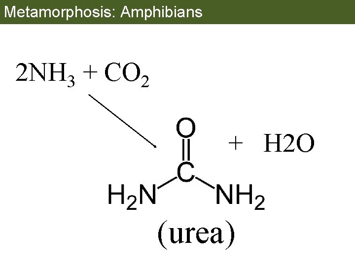 Metamorphosis: Amphibians 2 NH 3 + CO 2 + H 2 O (urea) 
