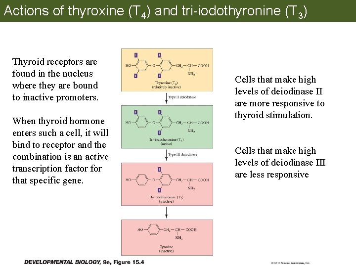 Actions of thyroxine (T 4) and tri-iodothyronine (T 3) Thyroid receptors are found in