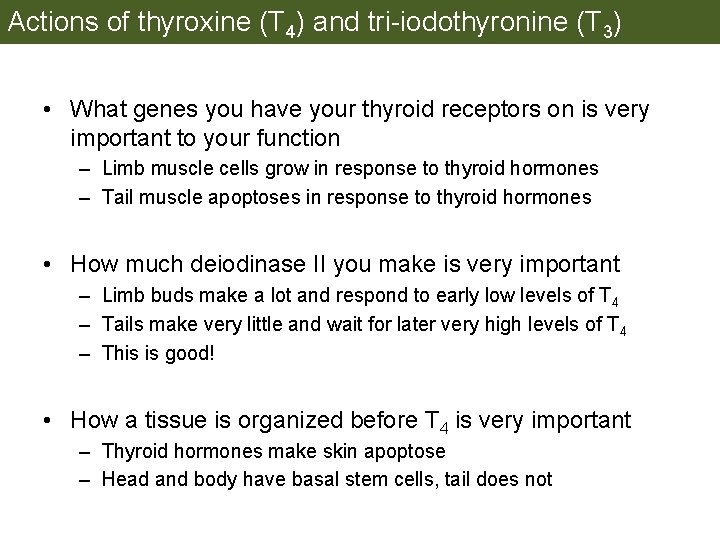 Actions of thyroxine (T 4) and tri-iodothyronine (T 3) • What genes you have