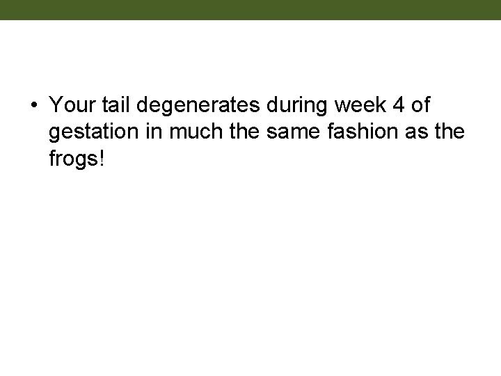  • Your tail degenerates during week 4 of gestation in much the same