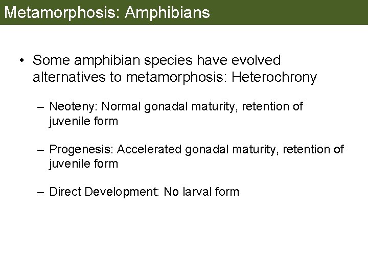 Metamorphosis: Amphibians • Some amphibian species have evolved alternatives to metamorphosis: Heterochrony – Neoteny: