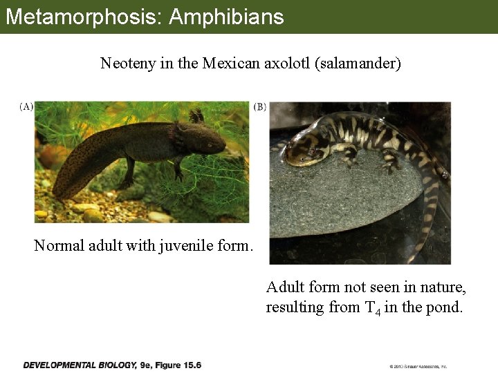 Metamorphosis: Amphibians Neoteny in the Mexican axolotl (salamander) Normal adult with juvenile form. Adult