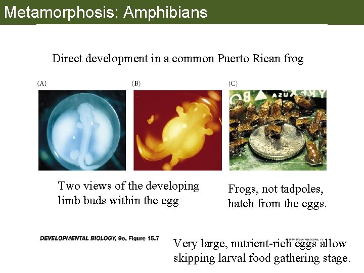 Metamorphosis: Amphibians Direct development in a common Puerto Rican frog Two views of the