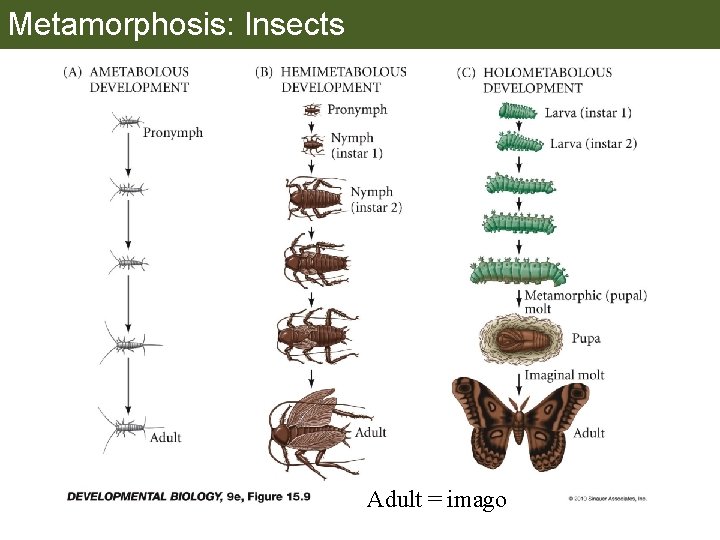 Metamorphosis: Insects Adult = imago 