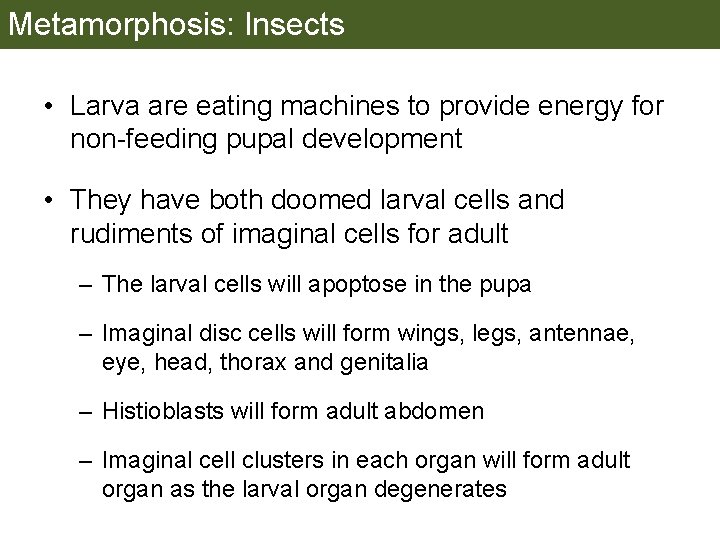 Metamorphosis: Insects • Larva are eating machines to provide energy for non-feeding pupal development