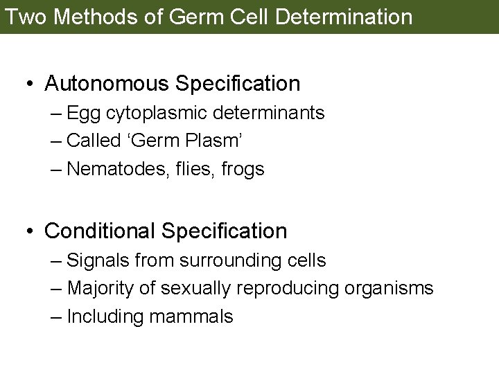 Two Methods of Germ Cell Determination • Autonomous Specification – Egg cytoplasmic determinants –