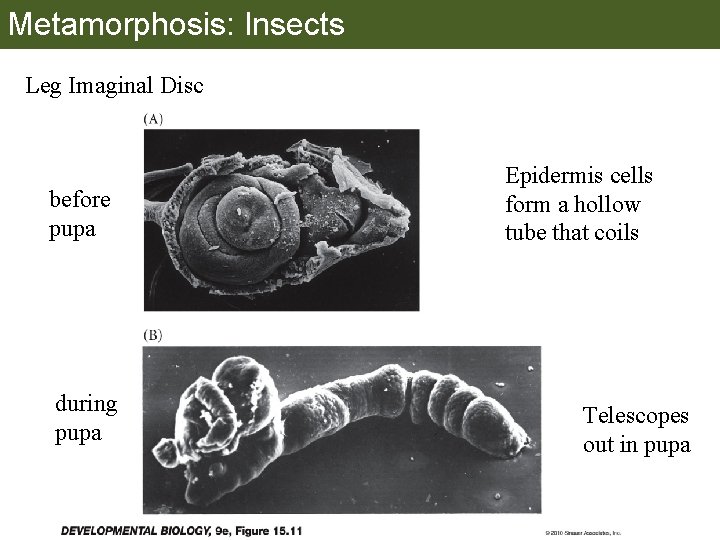 Metamorphosis: Insects Leg Imaginal Disc before pupa during pupa Epidermis cells form a hollow