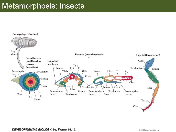 Metamorphosis: Insects 