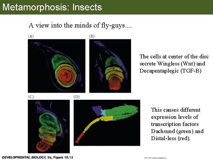 Metamorphosis: Insects A view into the minds of fly-guys. . The cells at center