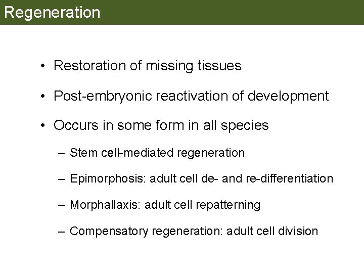Regeneration • Restoration of missing tissues • Post-embryonic reactivation of development • Occurs in