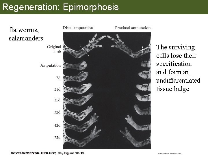 Regeneration: Epimorphosis flatworms, salamanders The surviving cells lose their specification and form an undifferentiated