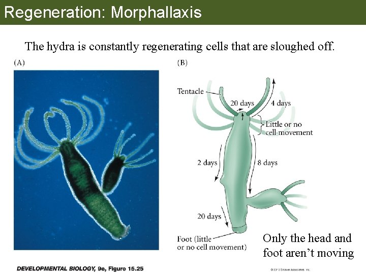 Regeneration: Morphallaxis The hydra is constantly regenerating cells that are sloughed off. Only the