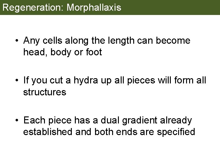 Regeneration: Morphallaxis • Any cells along the length can become head, body or foot