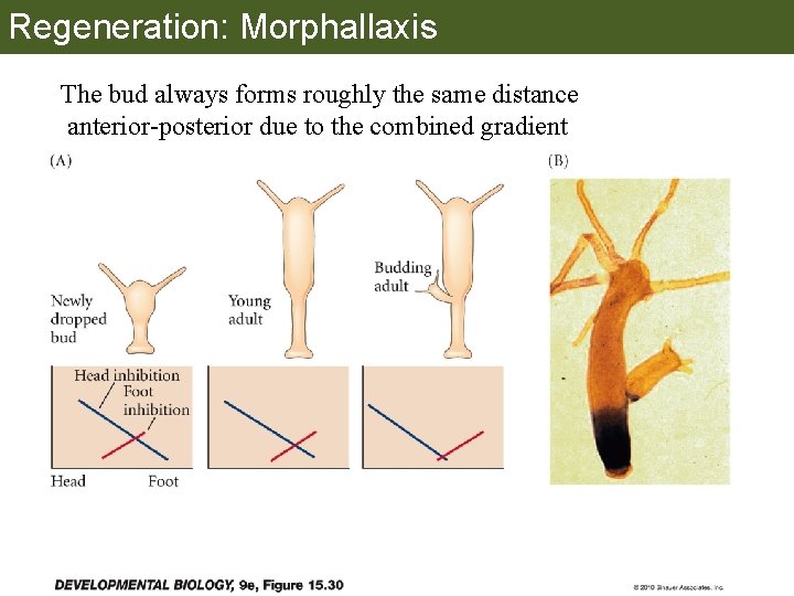 Regeneration: Morphallaxis The bud always forms roughly the same distance anterior-posterior due to the