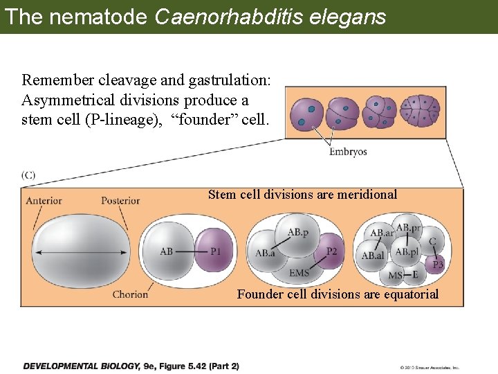 The nematode Caenorhabditis elegans Remember cleavage and gastrulation: Asymmetrical divisions produce a stem cell