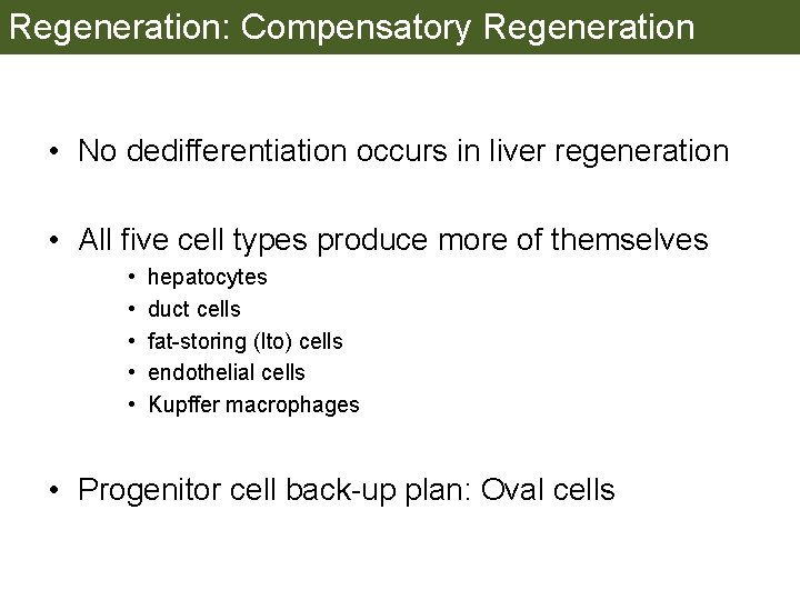 Regeneration: Compensatory Regeneration • No dedifferentiation occurs in liver regeneration • All five cell