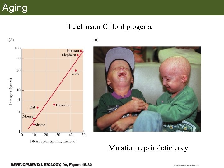 Aging Hutchinson-Gilford progeria Mutation repair deficiency 