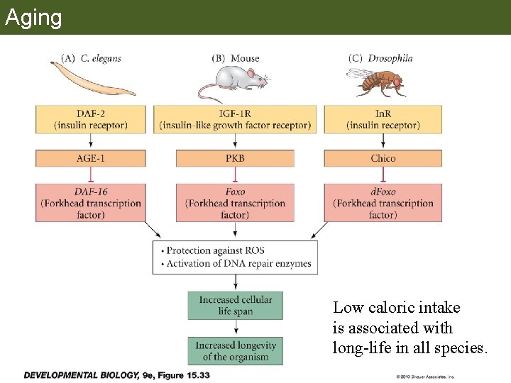 Aging Low caloric intake is associated with long-life in all species. 