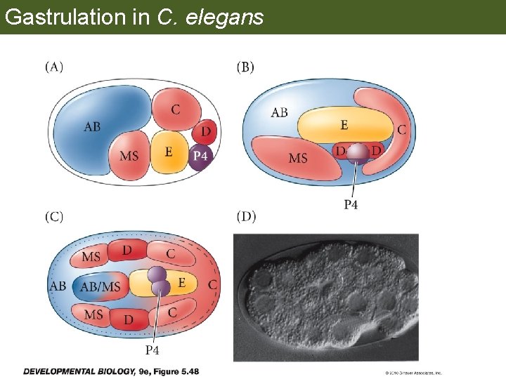 Gastrulation in C. elegans 
