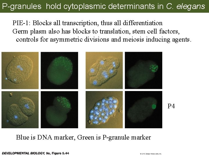 P-granules hold cytoplasmic determinants in C. elegans PIE-1: Blocks all transcription, thus all differentiation
