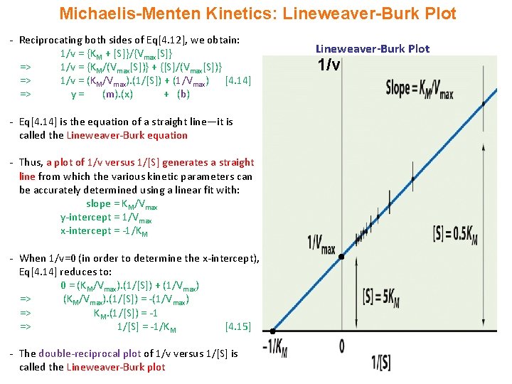 Michaelis-Menten Kinetics: Lineweaver-Burk Plot - Reciprocating both sides of Eq[4. 12], we obtain: 1/v