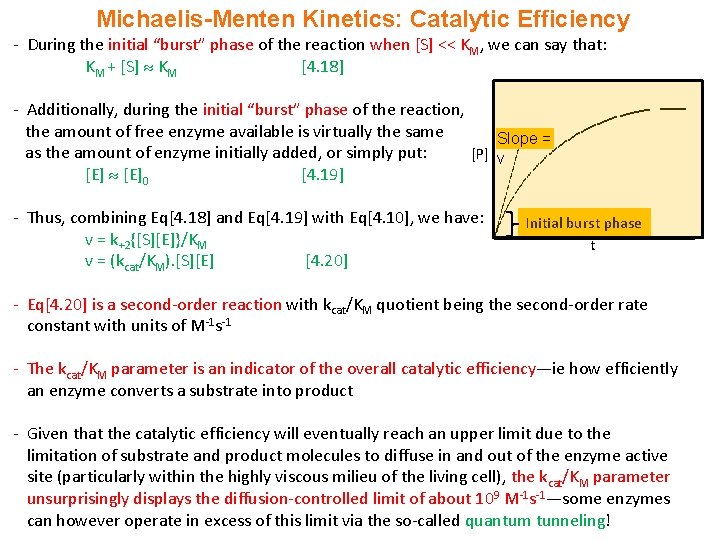Michaelis-Menten Kinetics: Catalytic Efficiency - During the initial “burst” phase of the reaction when