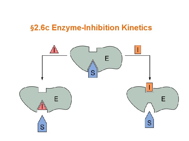 § 2. 6 c Enzyme-Inhibition Kinetics 
