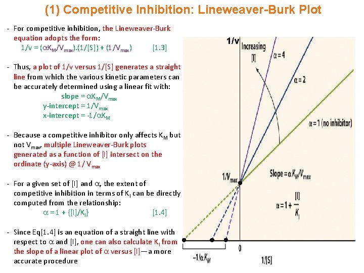 (1) Competitive Inhibition: Lineweaver-Burk Plot - For competitive inhibition, the Lineweaver-Burk equation adopts the
