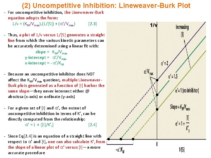 (2) Uncompetitive Inhibition: Lineweaver-Burk Plot - For uncompetitive inhibition, the Lineweaver-Burk equation adopts the