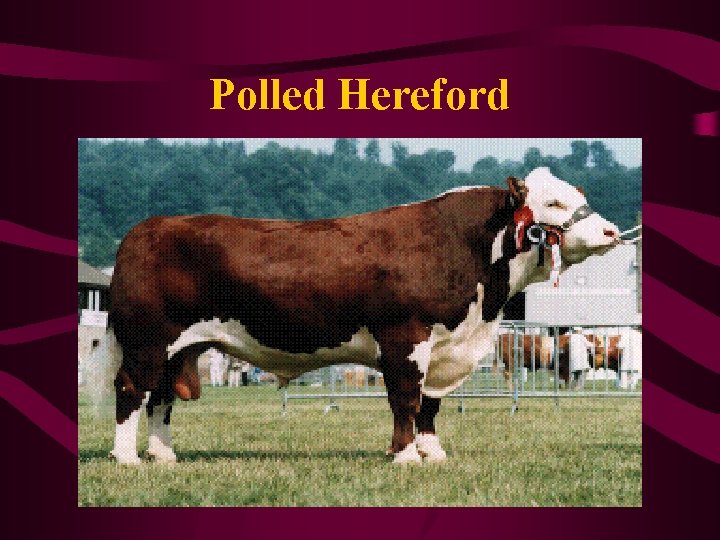 Polled Hereford 