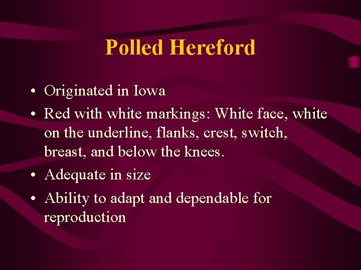 Polled Hereford • Originated in Iowa • Red with white markings: White face, white