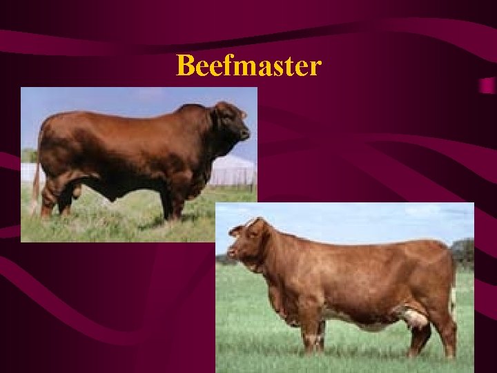 Beefmaster 