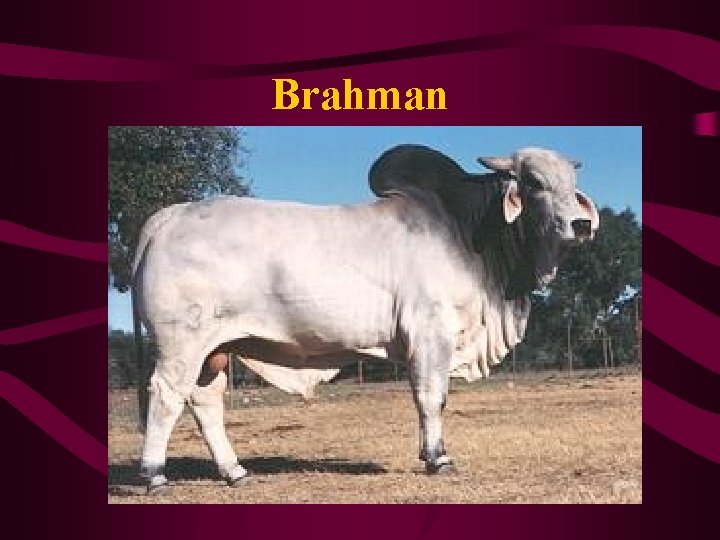 Brahman 