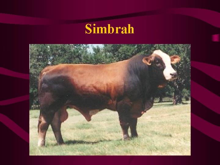 Simbrah 